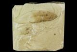 Fossil Legume (Mimosites) Leaf - Green River Formation, Utah #111435-1